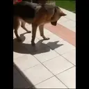 ස්ටිකර්