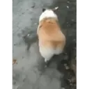 ස්ටිකර්