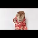 ස්ටිකර්