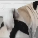 ස්ටිකර්