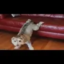 ස්ටිකර්