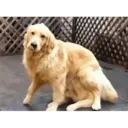 ස්ටිකර්