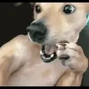 ස්ටිකර්