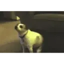 ස්ටිකර්