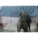 ස්ටිකර්