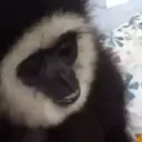 স্টিকার