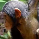 স্টিকার