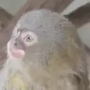 স্টিকার