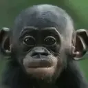 স্টিকার