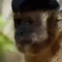 স্টিকার