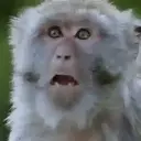 স্টিকার